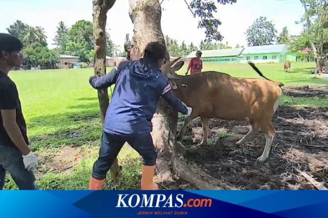 Dampak PMK: Permintaan Sapi Anjlok di Polewali Mandar