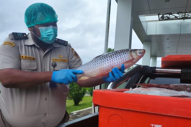 Ikan jelawat asal Kapuas Hulu Kalbar menembus pasar internasional - ANTARA News Kalimantan Barat