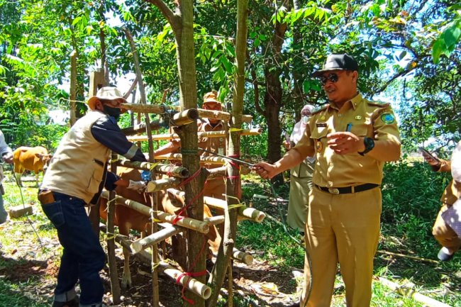 Antisipasi Penularan PMK, 503 Ekor Hewan Ternak Sapi Divaksin