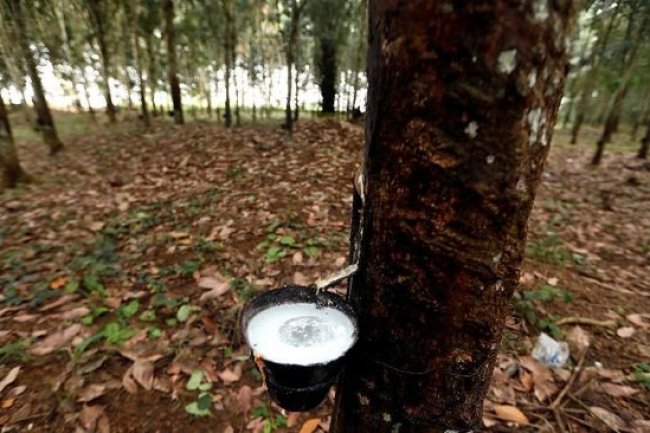 Industri Karet Jangan Terus Mengkeret