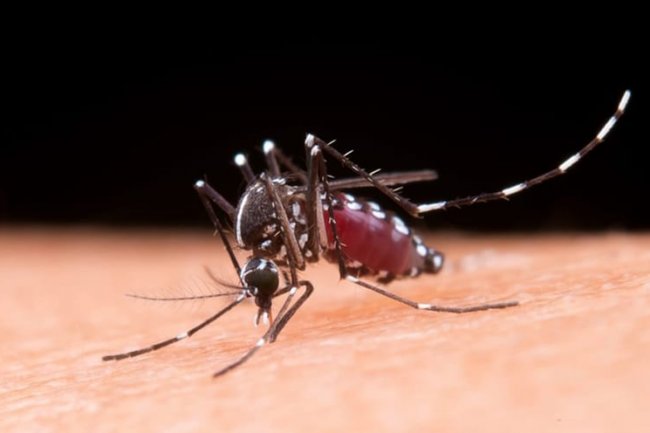 Peningkatan Kasus DBD di Pekanbaru Cuaca Ekstrem dan Pentingnya Pencegahan