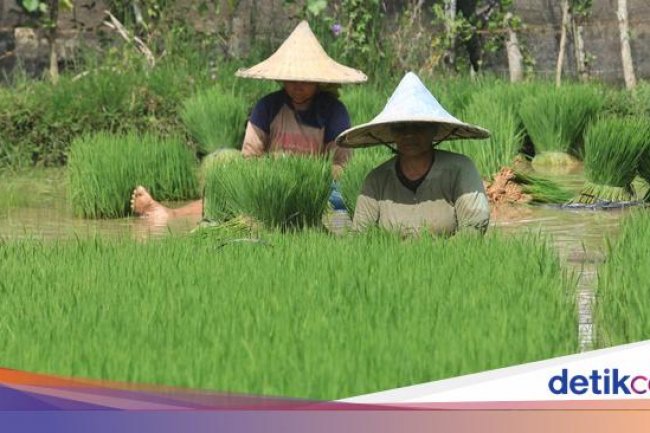 RI Mau Swasembada Pangan, Kualitas Bibit Mesti Didorong