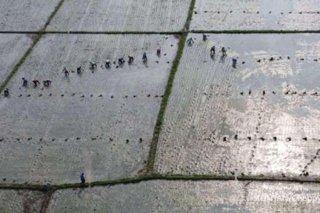 Realokasi ke Makan Gratis hingga Swasembada