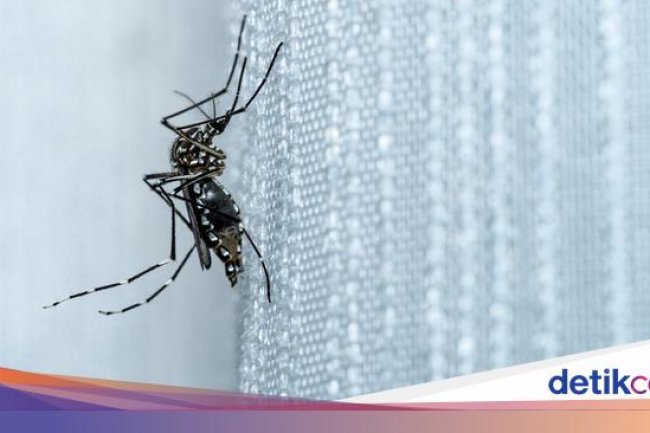 Kronologi Warga Tasik Kena Chikungunya hingga Susah Berdiri