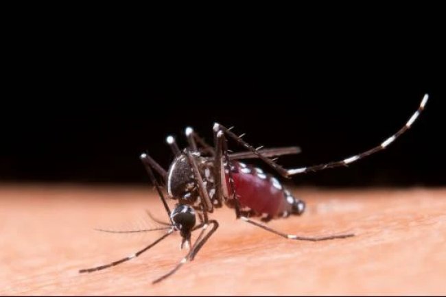 6 Bahan Alami Ini Dapat Usir Nyamuk, Cegah DBD dan Chikungunya