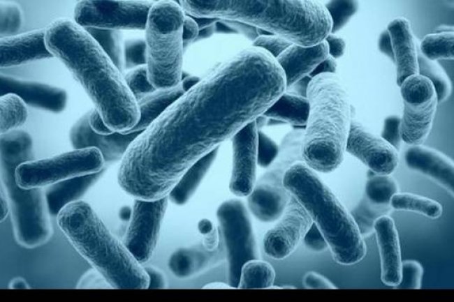 Apa Itu Kasus Langka Flu Burung H5N1 pada Manusia yang Terdeteksi di Inggris?