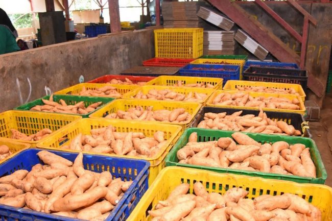 Go Internasional! Upaya Ubi Cilembu Mendunia dengan CERIA