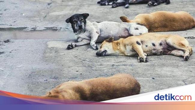 Pemilik Restoran di Vietnam Meninggal Setelah Masak Daging Anjing Rabies