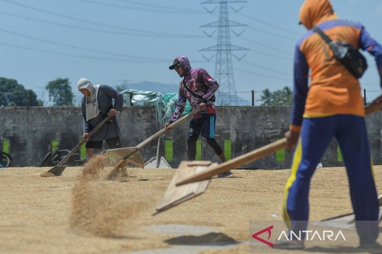 Pengamat: Kenaikan HPP gabah jaga petani dapat insentif ekonomi