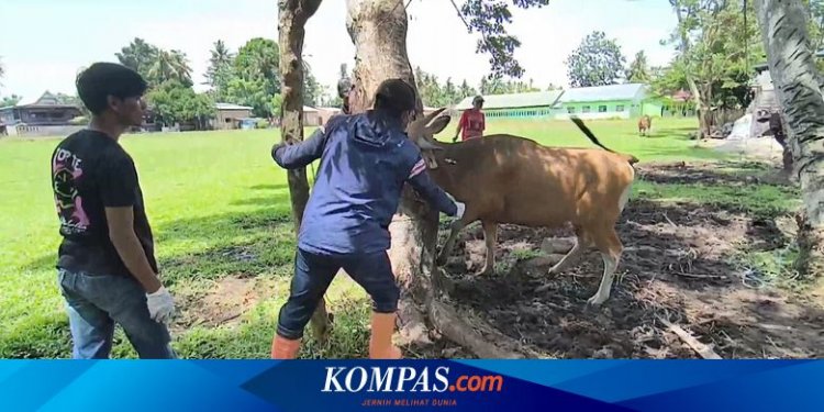 Dampak PMK: Permintaan Sapi Anjlok di Polewali Mandar