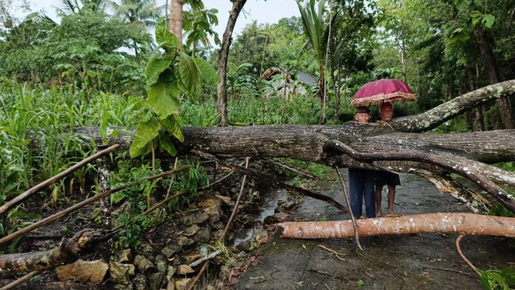 Dampak Peristiwa Hidrometeorologi, Belasan Pohon Tumbang, Listrik Padam