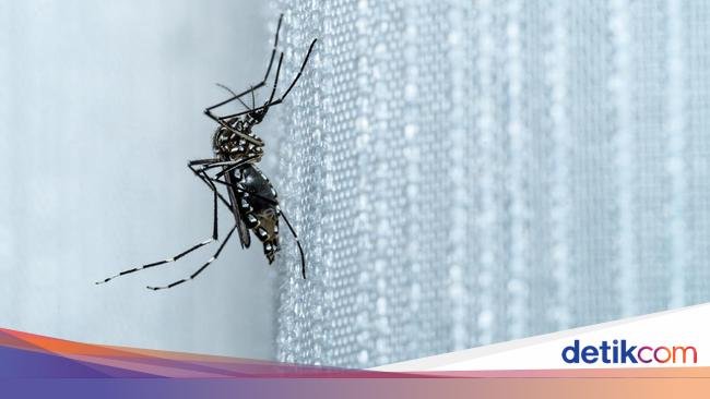 Kronologi Warga Tasik Kena Chikungunya hingga Susah Berdiri