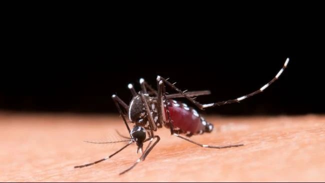 6 Bahan Alami Ini Dapat Usir Nyamuk, Cegah DBD dan Chikungunya