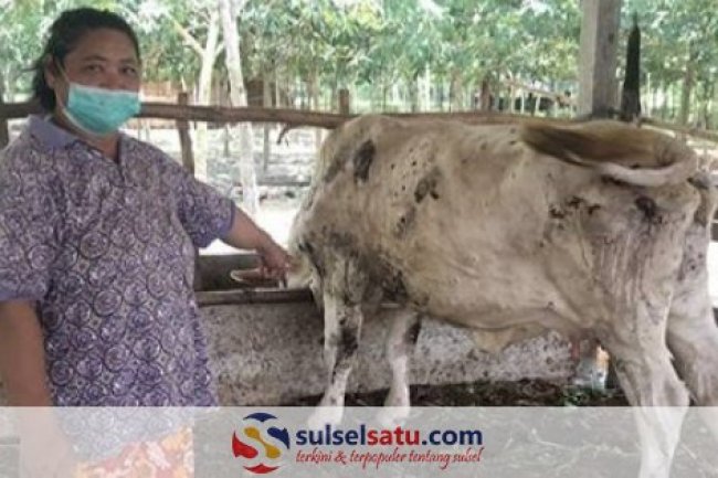 Kasus PMK di Gowa Melonjak, Ribuan Ternak Terinfeksi di 14 Kecamatan
