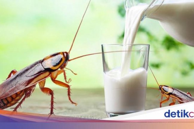 Susu Kecoak Disebut Bisa Jadi Alternatif Pangan Masa Depan