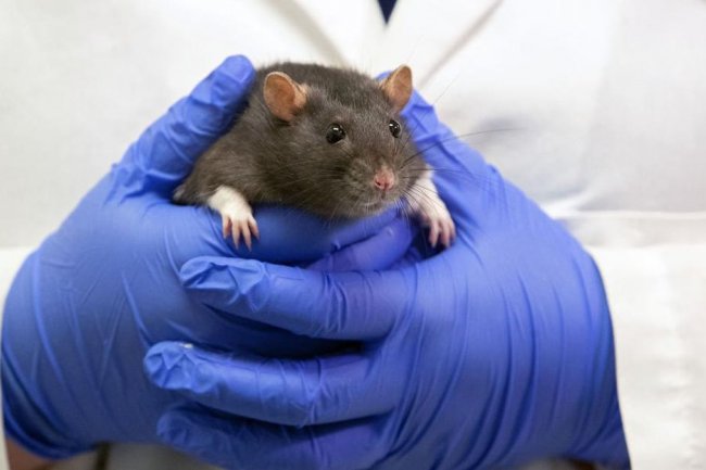 Waspada Penyakit Bakteri Kencing Tikus, 7 Kasus Ditemukan di Tangerang