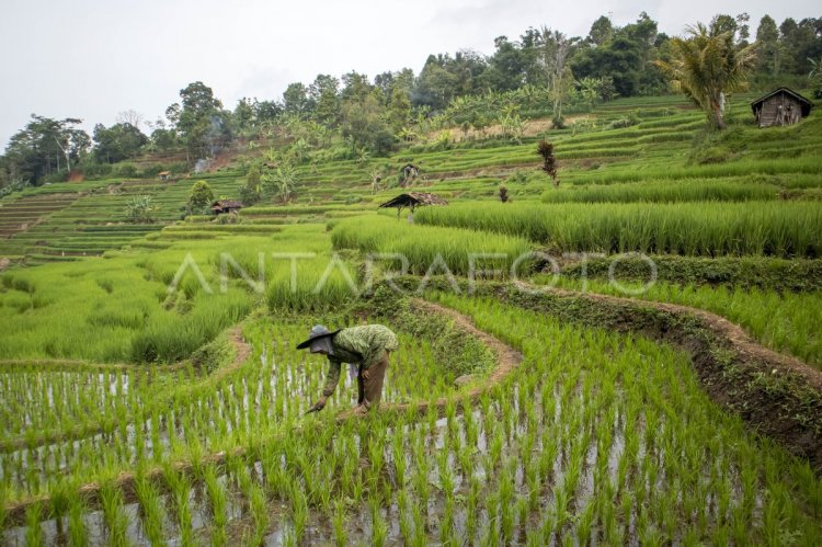 Potensi produksi beras Januari-Maret 2025