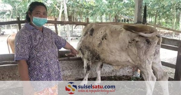 Kasus PMK di Gowa Melonjak, Ribuan Ternak Terinfeksi di 14 Kecamatan