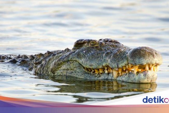 Pria di Kaltim Tewas Dimangsa Buaya 5 Meter Saat Mancing