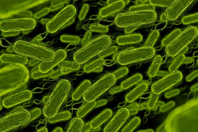 Penelitian Baru Ungkap Cara Kerja Metformin Peran Usus dan Bakteri dalam Mengontrol Gula Darah