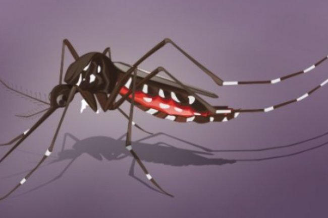 DBD Tercatat 198 Kasus di Kota Tasikmalaya