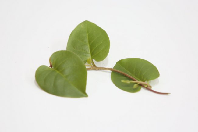 3 Manfaat Daun Binahong yang Baik untuk Pencernaan