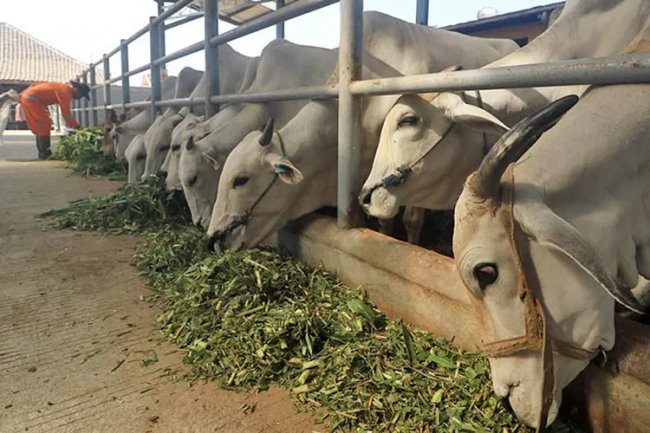 Wabah PMK di Kabupaten Pasuruan Masih Merajalela, 12 Ekor Sapi Dilaporkan Mati