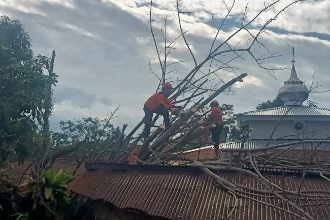 Dalam Sehari, Kota Padang Dilanda Dua Peristiwa Pohon Tumbang