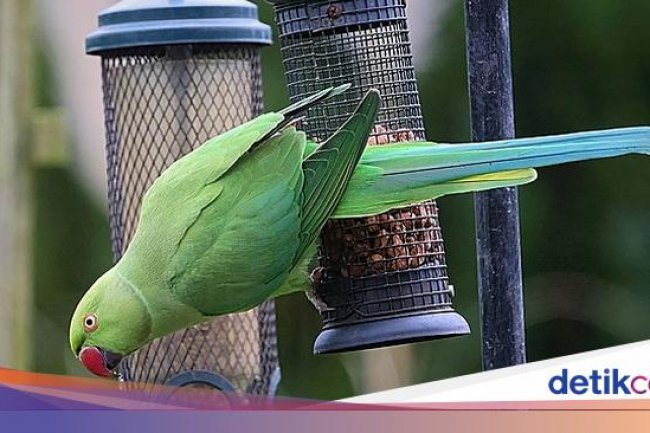 Ternyata Otak Burung Parkit dan Manusia Serupa Saat Berbicara, Kok Bisa?