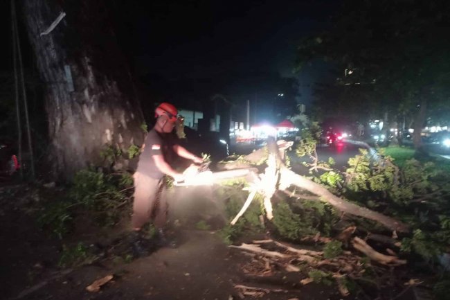 Patahan Pohon Baringin Hambat Akses Jalan di Depan DENBEKANG 1/3 A Padang