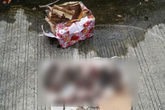 Berkaca dari Teror ke Jurnalis Tempo, Pakar: Tak Ada Demokrasi Tanpa Kebebasan Pers