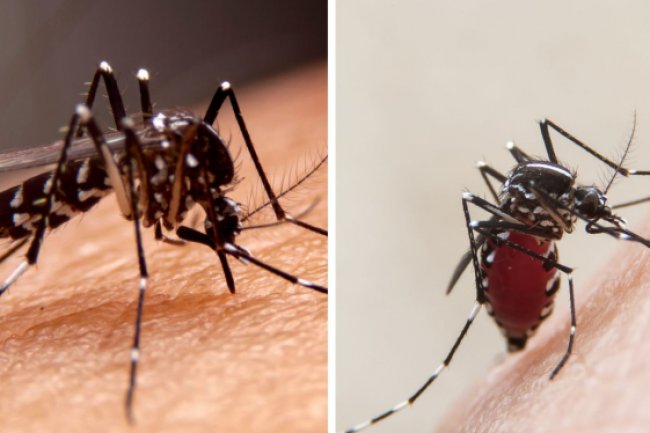 Trik Ampuh Basmi Nyamuk di Rumah, Cuma Butuh 2 Bahan Murah! Gampang dan Hasilnya Mantap! Cuma Oles-oles Saja