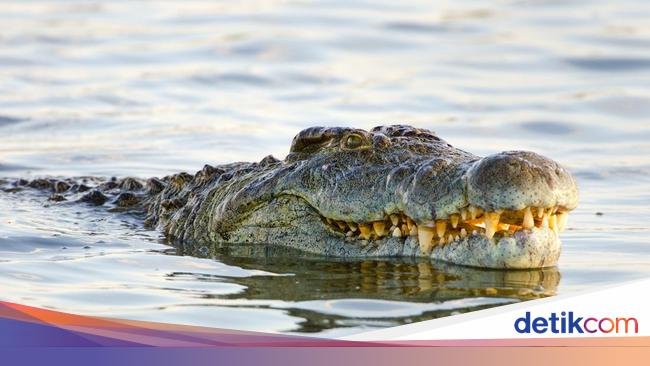 Pria di Kaltim Tewas Dimangsa Buaya 5 Meter Saat Mancing