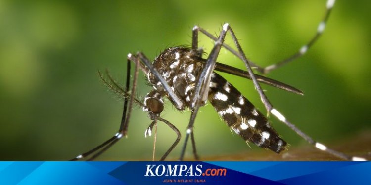 Tekan Kasus DBD, Penyebaran Nyamuk Wolbachia Diperluas ke Kembangan Selatan