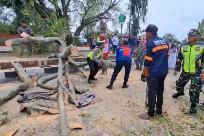 Korban tewas tertimpa pohon di Pemalang, Jawa Tengah jadi tiga orang