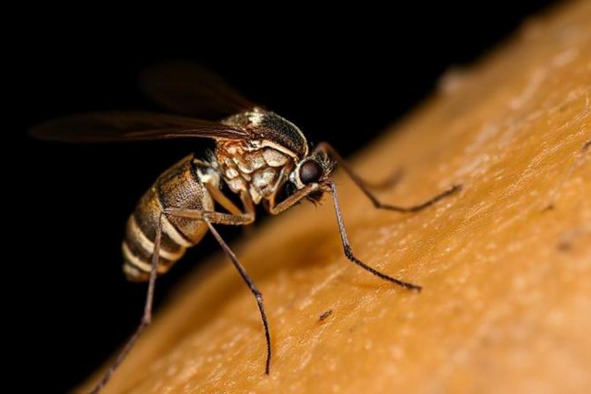 Mengenal 5 Jenis Parasit Plasmodium yang Penyebab Malaria