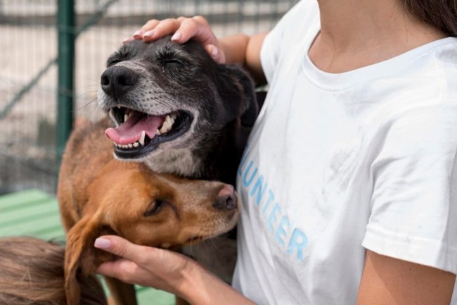 Pasien Transplantasi di Michigan Meninggal Akibat Rabies dari Donor Organ