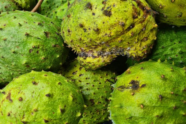 5 Khasiat Teh Daun Sirsak, Bantu Obati Kanker