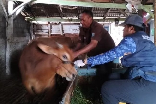 Target 7.250 Dosis Vaksin Disuntikkan ke Peternak di Kabupaten Probolinggo Selesai Bulan Ini