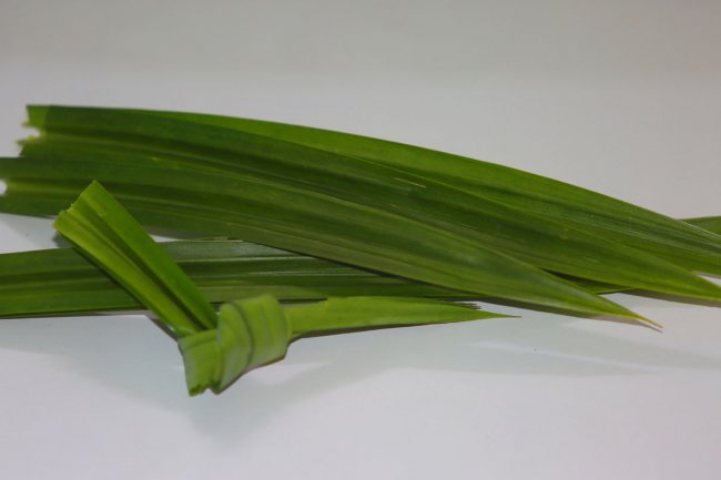 4 Manfaat Daun Pandan, Bikin Diabetes Ogah Menyerang