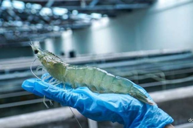 Sulitnya Membuka Akses Pasar Perikanan di Luar AS