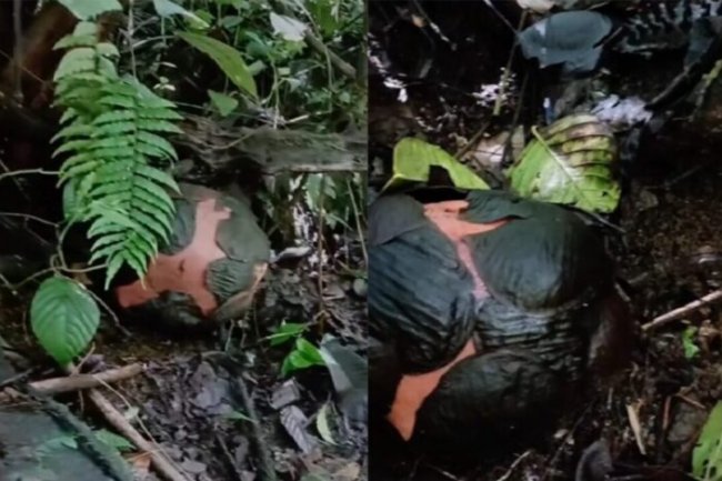 Peristiwa Langka! Dua Individu Bunga Rafflesia Jenis Terlangka Bakal Mekar Sempurna di Agam