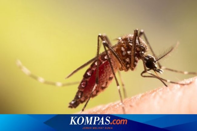 233 Warga Tangsel Terjangkit DBD, Dinkes Imbau Waspada dan Lakukan 3M Plus