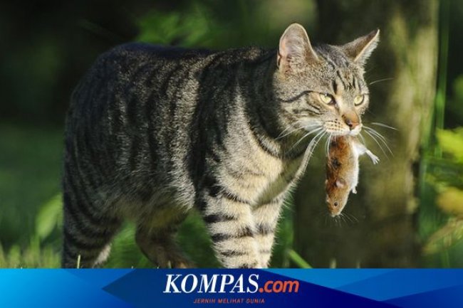 Mengapa Kucing Peliharaan Membawa Pulang Hewan Mati?