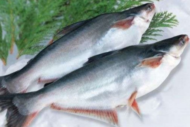 Rekomendasi 11 Jenis Ikan Lezat Pilihan untuk Kebutuhan Gizi Harian, Sumber Protein Berkualitas Tinggi