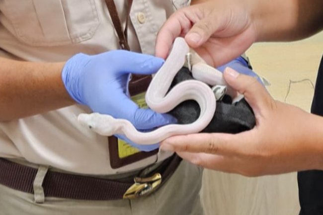 Penyelundupan 14 Reptilia via  Bandara Internasional Yogyakarta Digagalkan