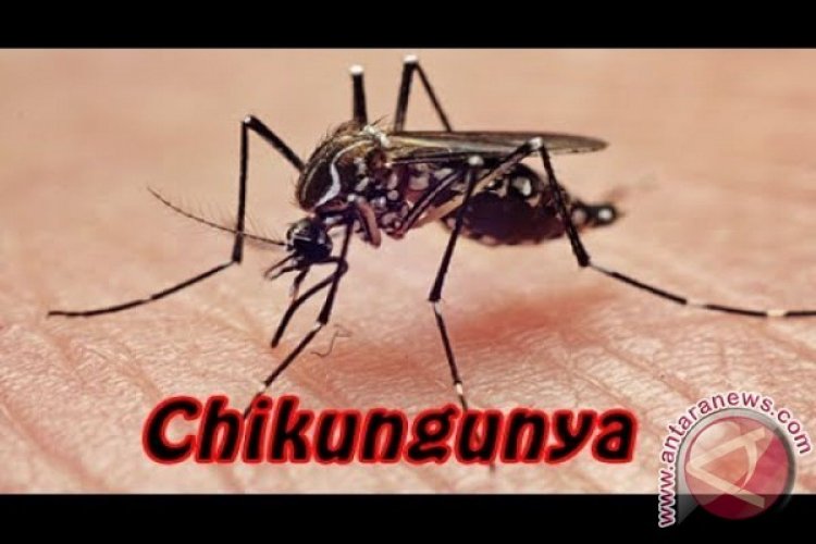 Masyarakat diimbau giatkan 4M cegah chikungunya pada musim pancaroba