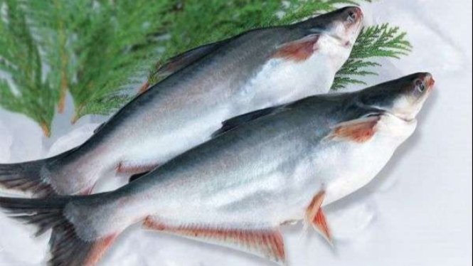 Rekomendasi 11 Jenis Ikan Lezat Pilihan untuk Kebutuhan Gizi Harian, Sumber Protein Berkualitas Tinggi