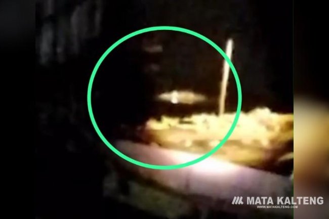 Buaya Besar Teror Kandang Ternak Babi Warga Palangan Kobes