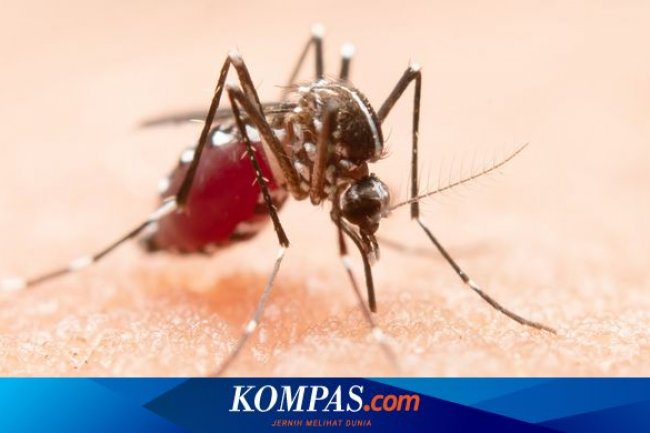 Di Tengah Cuaca Ekstrem, Kasus Penyakit DBD Masih Mendominasi di Surabaya